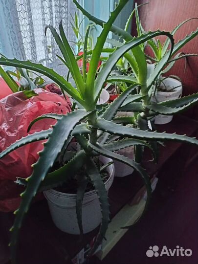 Алоэ лечебный