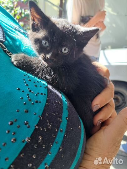 Отдадим котёнка в хорошие руки