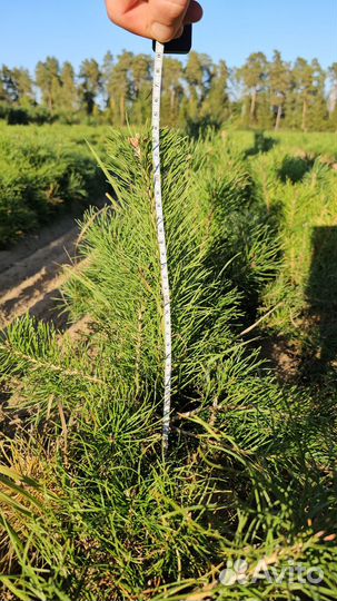 Сеянцы ели окс от производителя
