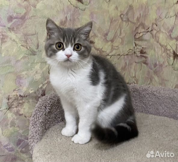 Шотландские малыши