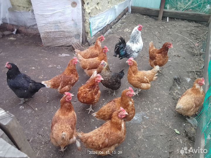 Домашние куриные яйца