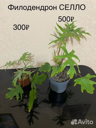 Филодендроны