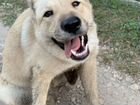 Уникальная улыбающаяся собака объявление продам