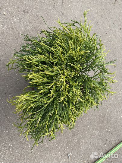 Кипарисовик Санголд