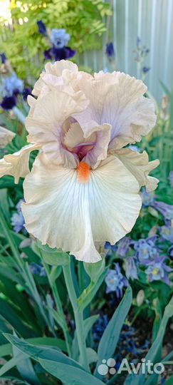 Ирисы высокие бородатые сортовые