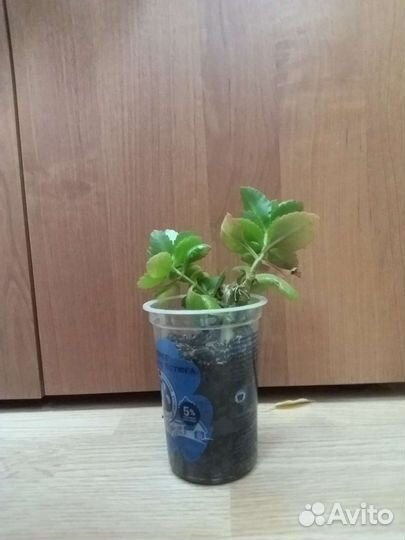 Обмен на цветок