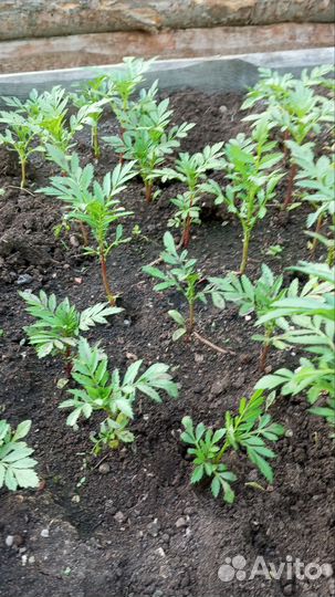 Рассада помидор