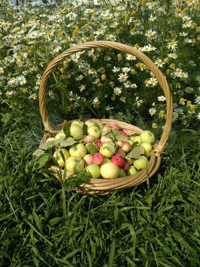 Участок 15 сот. (ИЖС)