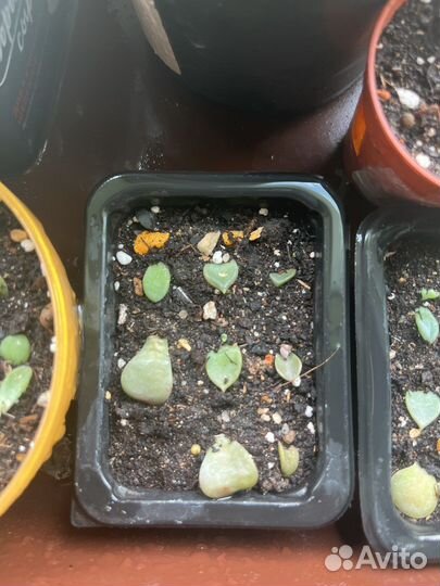 Кактусы и суккуленты