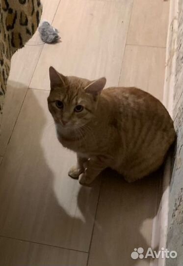 Рыжий котик подросток