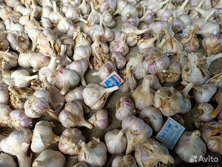 Чеснок крупнозубковый