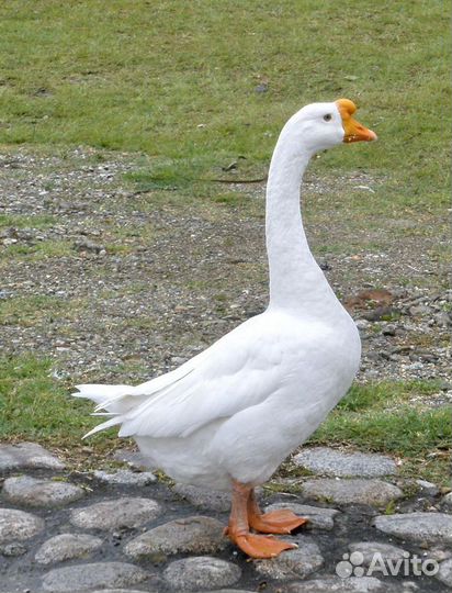 Гусак Линда и селезень Индоутки