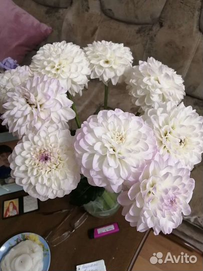 Георгины клубни