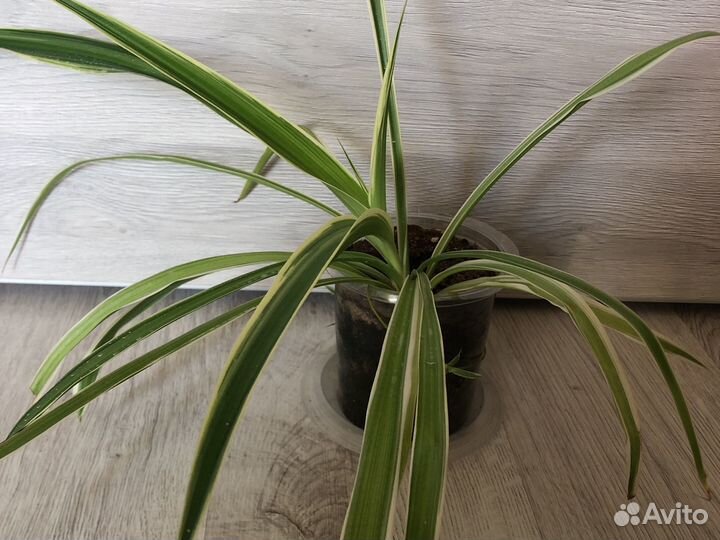 Хлорофитум бонни) Растение