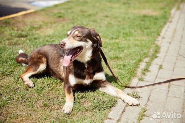 Стефан - благородный пес в добрые руки