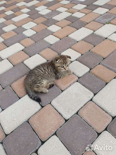 Котенок мальчик бесплатно