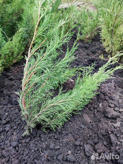 Можжевельник