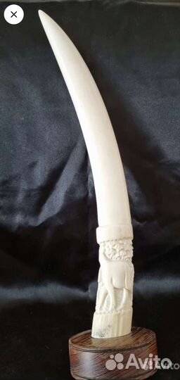 Натуральный бивень. Африка