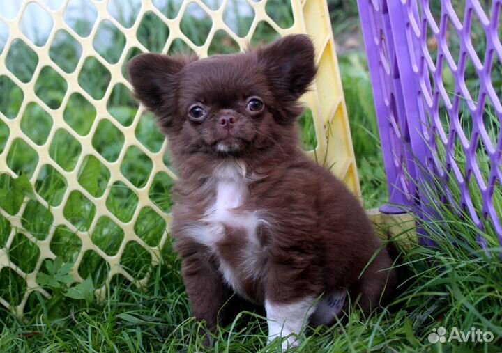 Шоколадная Леди