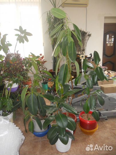 Фикус, сорт - каучуконосный - 1,5 м высотой