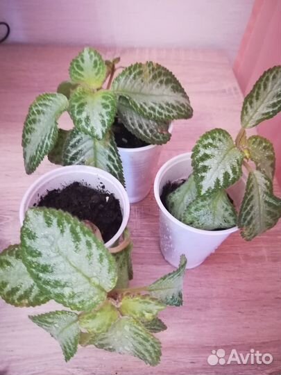 Фикус Бенджамина «Наташа»