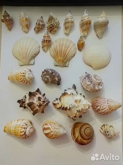 Ракушки для аквариума