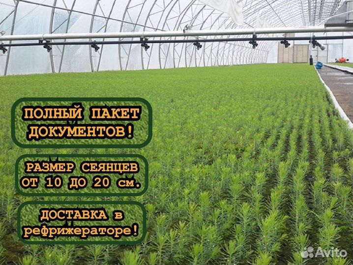 Сеянцы сосны окс и ели окс