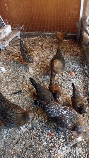 Куры декоративные