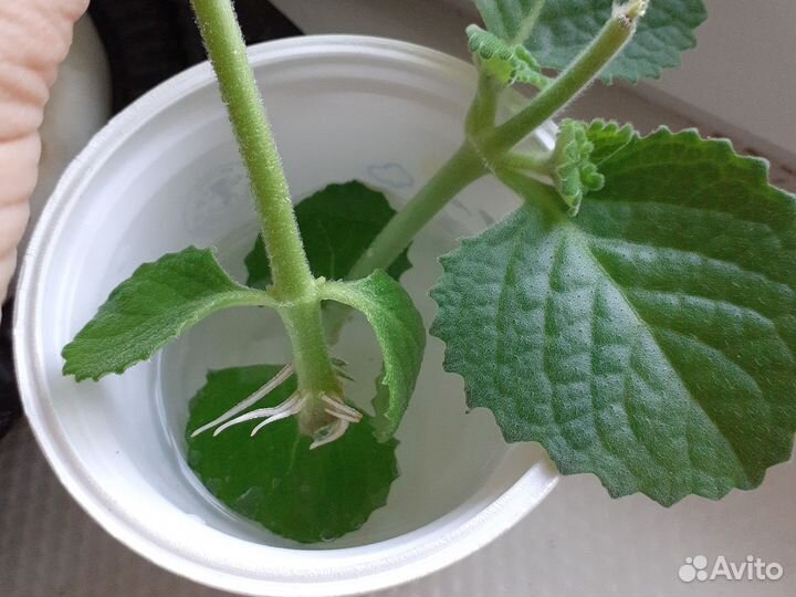 Комнатная мята