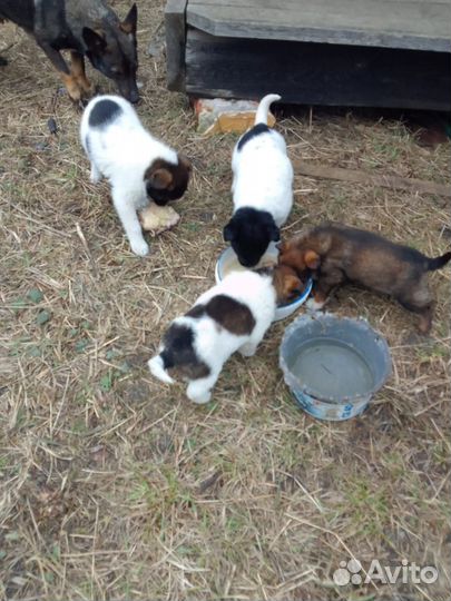 Щенки лайки и шарпея