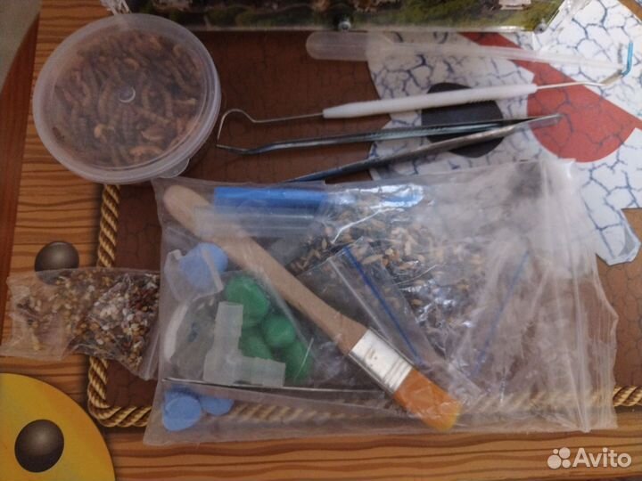 Муравьиная ферма с муравьями