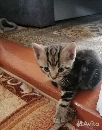 Бенгальские котята