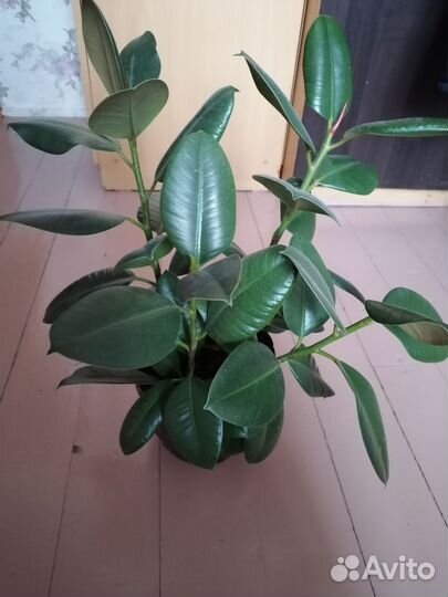 Калатея варшевича, фикус эластика, хойя лиза