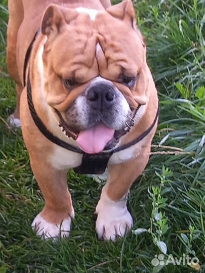 Английский бульдог вязка
