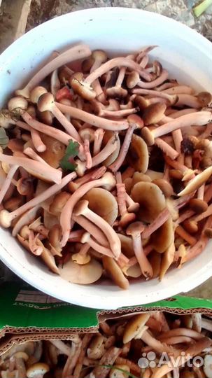 Грибы опята