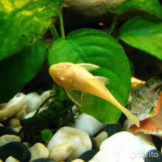 Сомики анциструсы мальки