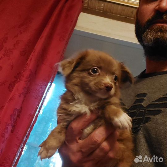 Девочка чихуахуа