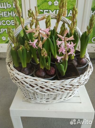 Цветы комнатные