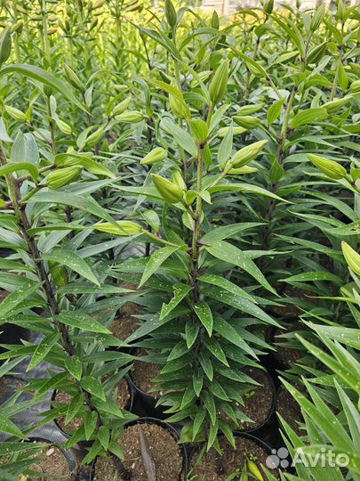 Саженцы лилии