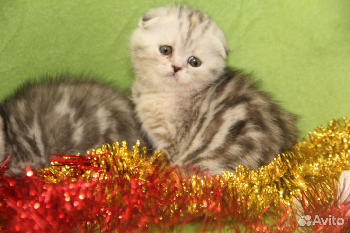 Шотландские серебристые подарочки