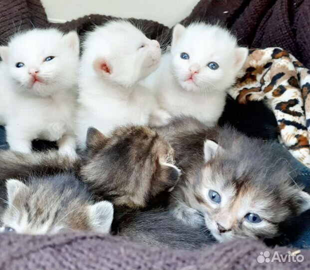 Отдам бесплатно котят