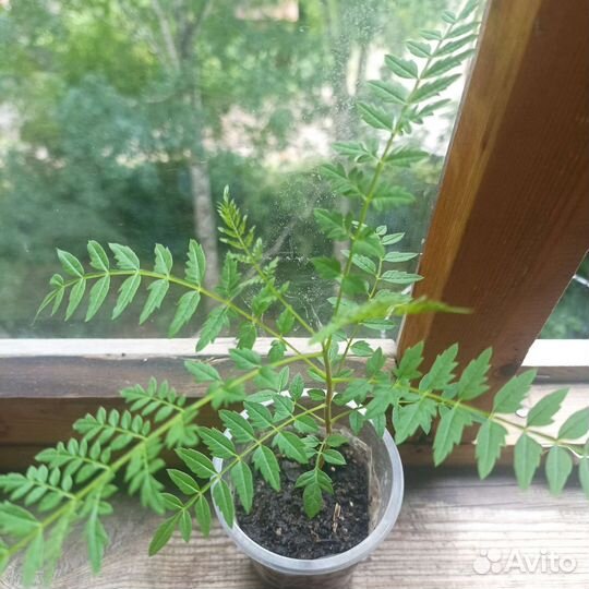 Жакаранда фиалковое дерево