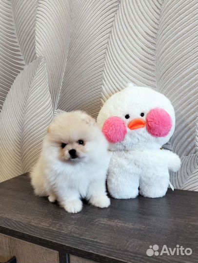 Белые и крем мальчики