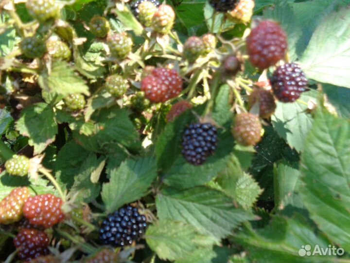 Саженцы ежевика, барбарис