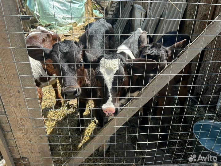 Продаются телята (тёлочки), три, четыре месяца