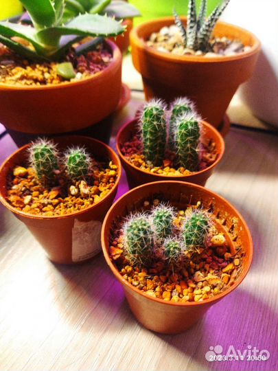 Кактусы и суккуленты