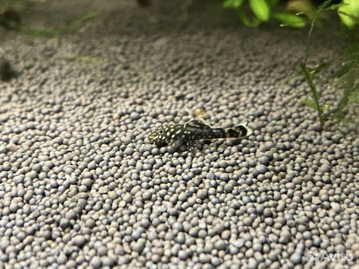 Роголистник, анциструсы