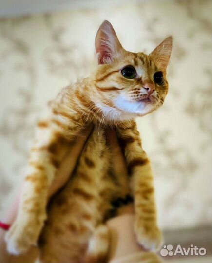 Рыжий котенок в добрые руки