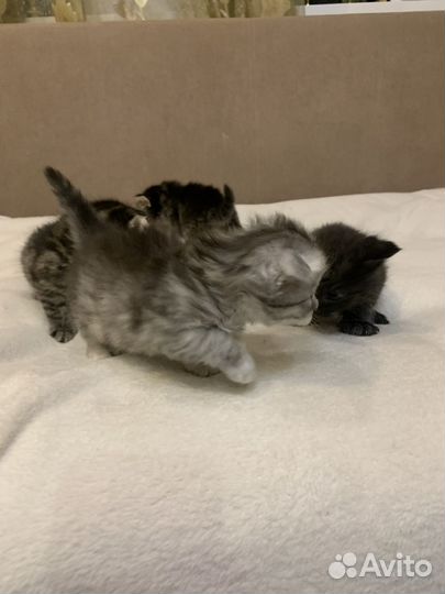 Полубританская