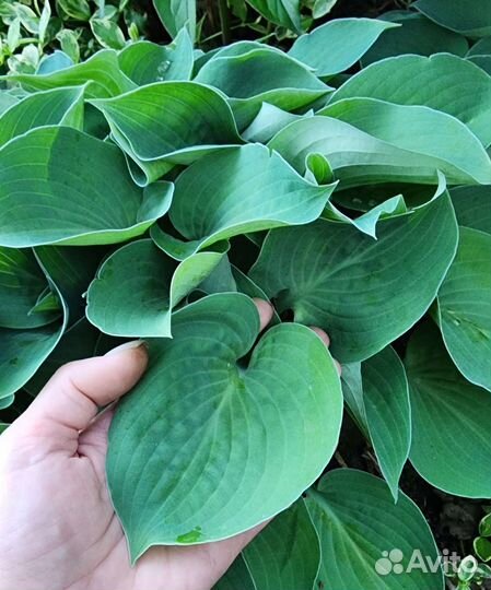 Хоста Blue, зеленовато-голубая